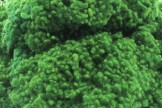 Vilnos rutuliukai, žolės spalvos, kodas DVR102, 20 g
