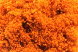 Wool nepps, clementine, code DVR103, 20 g